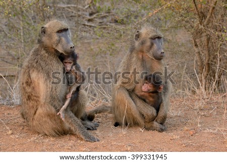 Chacma baboon mothers and their two young 