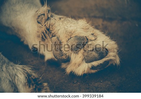 Dog feet.Dog foot.dog foot on the floor.dog feet and legs.
Close-up picture of dog paw.dog's paw