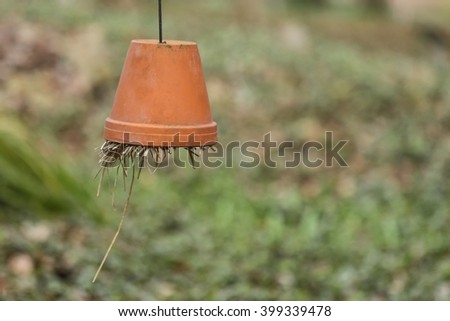 Earwig house terracotta flowerpot dangling in the garden