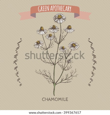 Color matricaria chamomilla aka chamomile sketch. Green apothecary series. Great for traditional medicine, gardening or cooking design. 