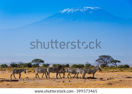 Zebras on african savannah with Kilimanjaro background