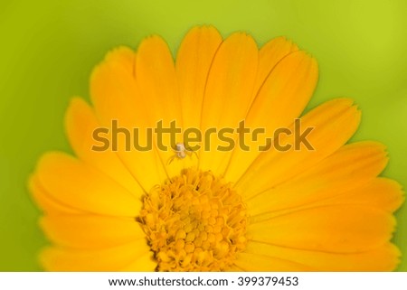 Marigold flower with a small spider stylish colorful summer background