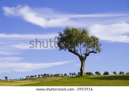 lonely trees in a golf course field