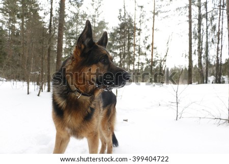 Dog on snow in winter day