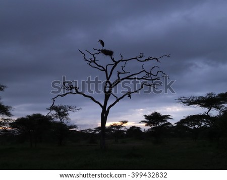 Serengetti NP Tanzania
