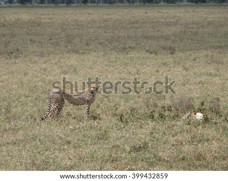 Tanzania Serengeti National Park  cheetah kill