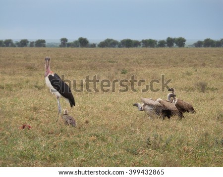 Predatory bird eat the prey in the savannah, ostrich bird Tanzania ngorongoro crater