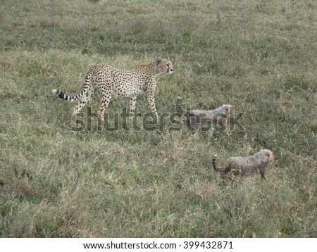 Tanzania Serengeti National Park Cheeta with 2 baby`s on a hunting in the grass land of the Serengeti 