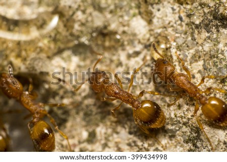 Red ant eating honey