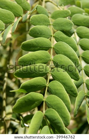 The green leaf of fern in a garden, Egypt