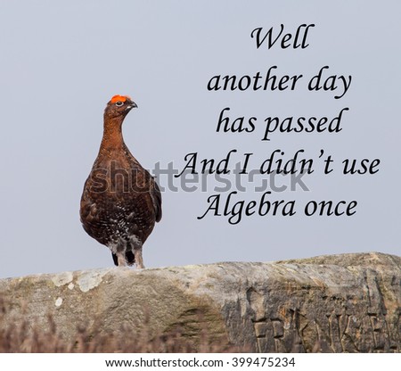 A picture of a Red Grouse saying another day has passed without using algebra; a concept for something being useless or not recognising that something is important even if you don't use it often