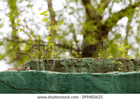 elm young shoots grow from the old concrete structure