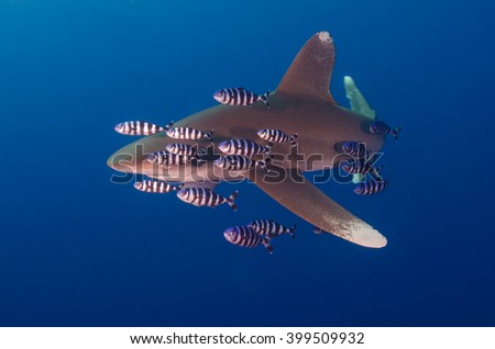 Oceanic white tip shark in blue water in the Red Sea