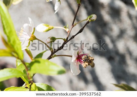 Honey Bee on the Flower, Close Up Macro