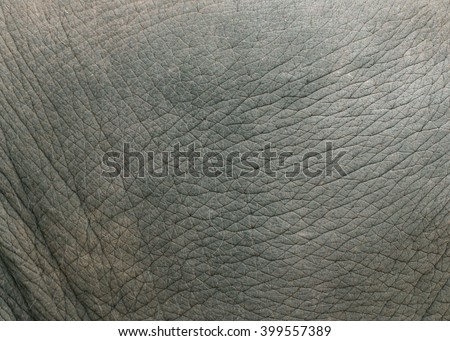 Elephant skin texture. Royalty-Free Stock Photo #399557389