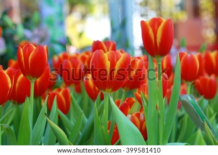 Red flower Tulips bud in blurry background, Beautiful view of red tulips under sunlight landscape at the middle of spring. petals amazing orange flower background
