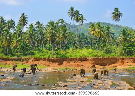 elephants in Yaka National PArk, Srilanka Royalty-Free Stock Photo #399590665