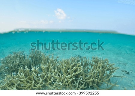 coral garden