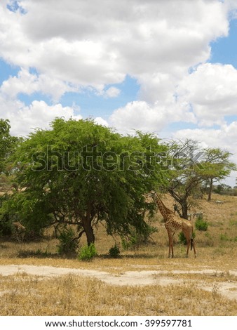 Giraffe eating from a tree Tanzania Serengeti National Park 