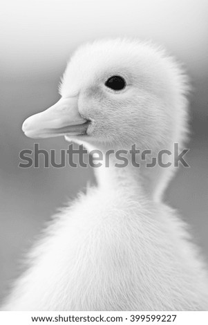Little duck portrait