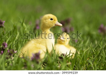 Little ducks in the grass