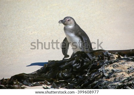 a penguin at the boulder beach in south africa
