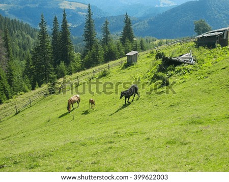 Family of horses grazed in the meadow in the mountains       