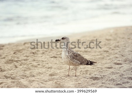 Gull on a background of sand and sea. Selective focus,  toned image