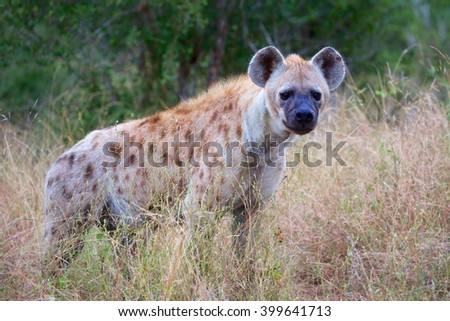 spotted hyena in the kruger national park south africa