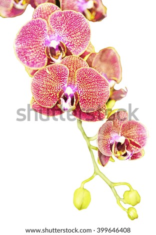 Purple orchid branch isolated on white background