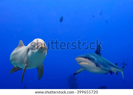 dolphin underwater with grey shark arttack on ocean background looking at you