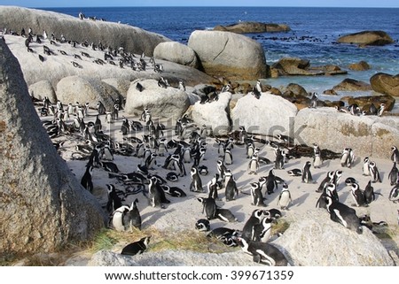 penguins at the boulder beach in south africa