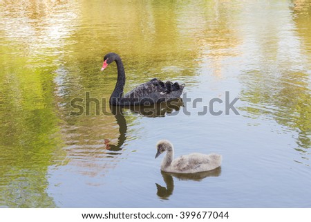 Black swan with cygnets swimming