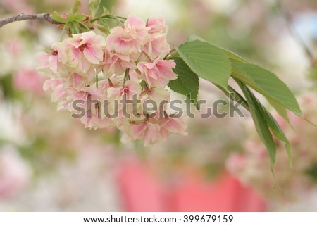 In April 15, 2009 Osaka, Japan / Japanese name, Ukon Sakura / Cherry Blossoms