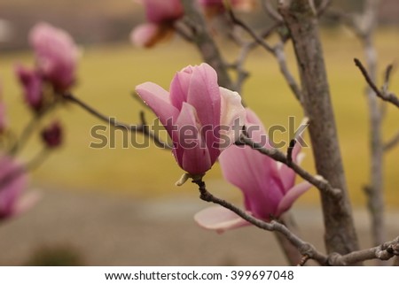 The pink flower of a magnolia closes