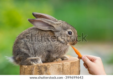 Cute rabbit eating carrot from human hands. Healthcare and love to animals concept