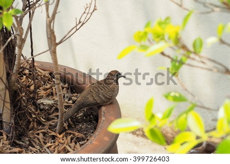 Baby cuckoo dove on the flower pot