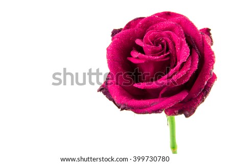 pink rose isolated on white background / rose flower / perfect seamless pattern tiled beautiful roses / nature texture studio photo