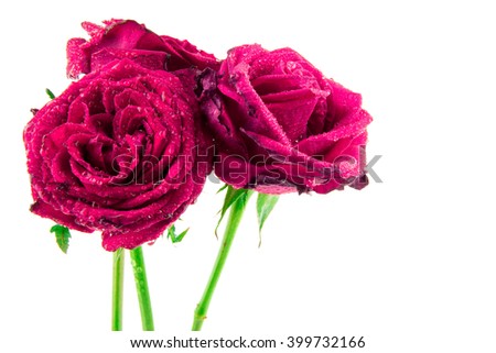 rose is with drops of dew / Red rose with rain drops isolated on white background / perfect seamless pattern tiled beautiful roses / nature texture studio photo