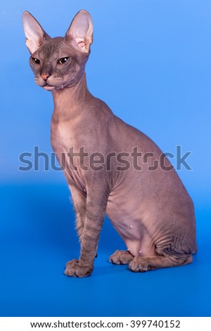 The Sphinx cat on a blue background
