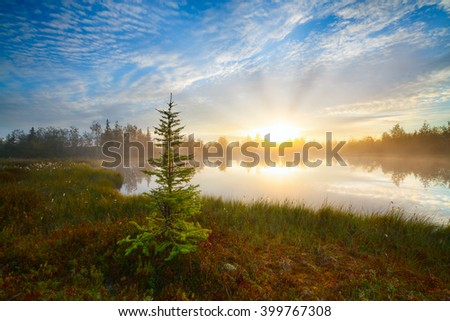 beautiful bright dawn sunrise sunset tundra forest wild lake spruce foreground red sun beam ray through fog reflection white clouds