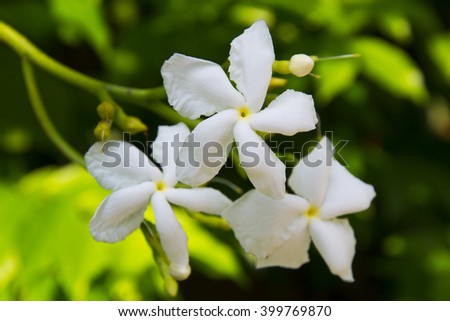 Philippine national flower is the gardenia flower glass or Sampaguita Jasmine  Royalty-Free Stock Photo #399769870