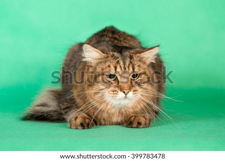 Fluffy Siberian cat on green background