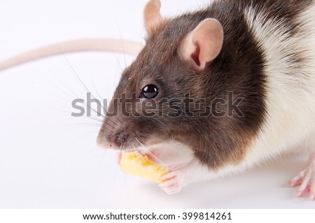 Portrait of a cute black and white rat eating cheese
