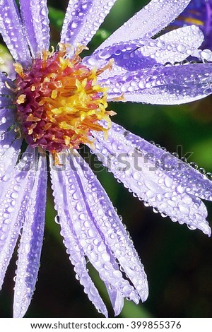 Aster in the fall, early morning with dew at city park nature path in New Hope, MN.