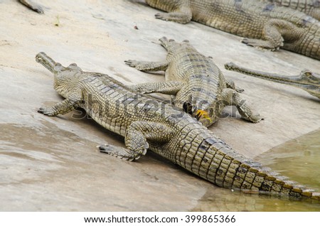 crocodiles or true crodiles are large aquatic reptiles that live throughout the tropics . the alligators and caimans ,the gharials, and all other living and fossil Crocodylomorpha.