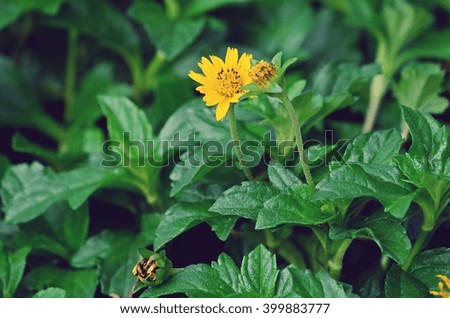 a yellow flowers on natural fresh green leaves in film style background