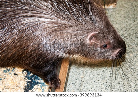 Porcupine is a large rodent, whose body is covered with short and long needles