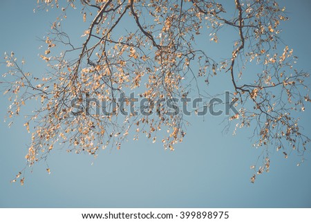 tree branches on blue background in winter - vintage film effect