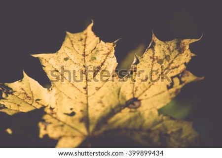 yellow leaves on blue sky background - vintage film effect